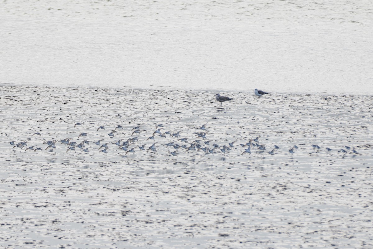 Wrybill - ML638210108