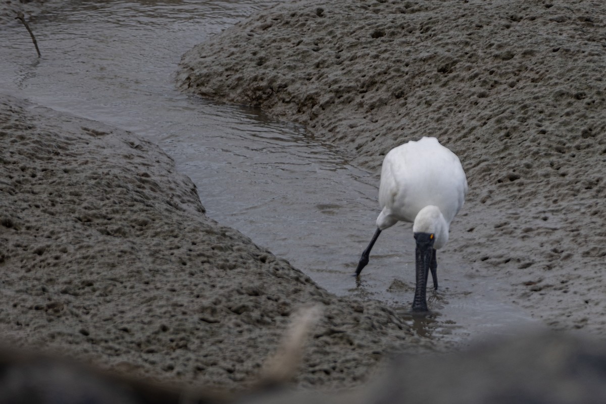 Royal Spoonbill - ML638210113