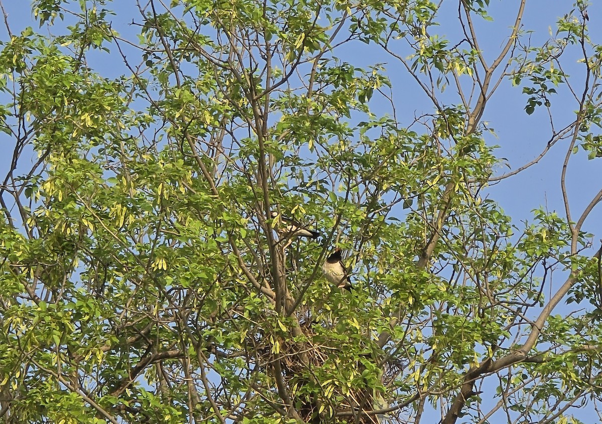 Indian Pied Starling - ML638210119
