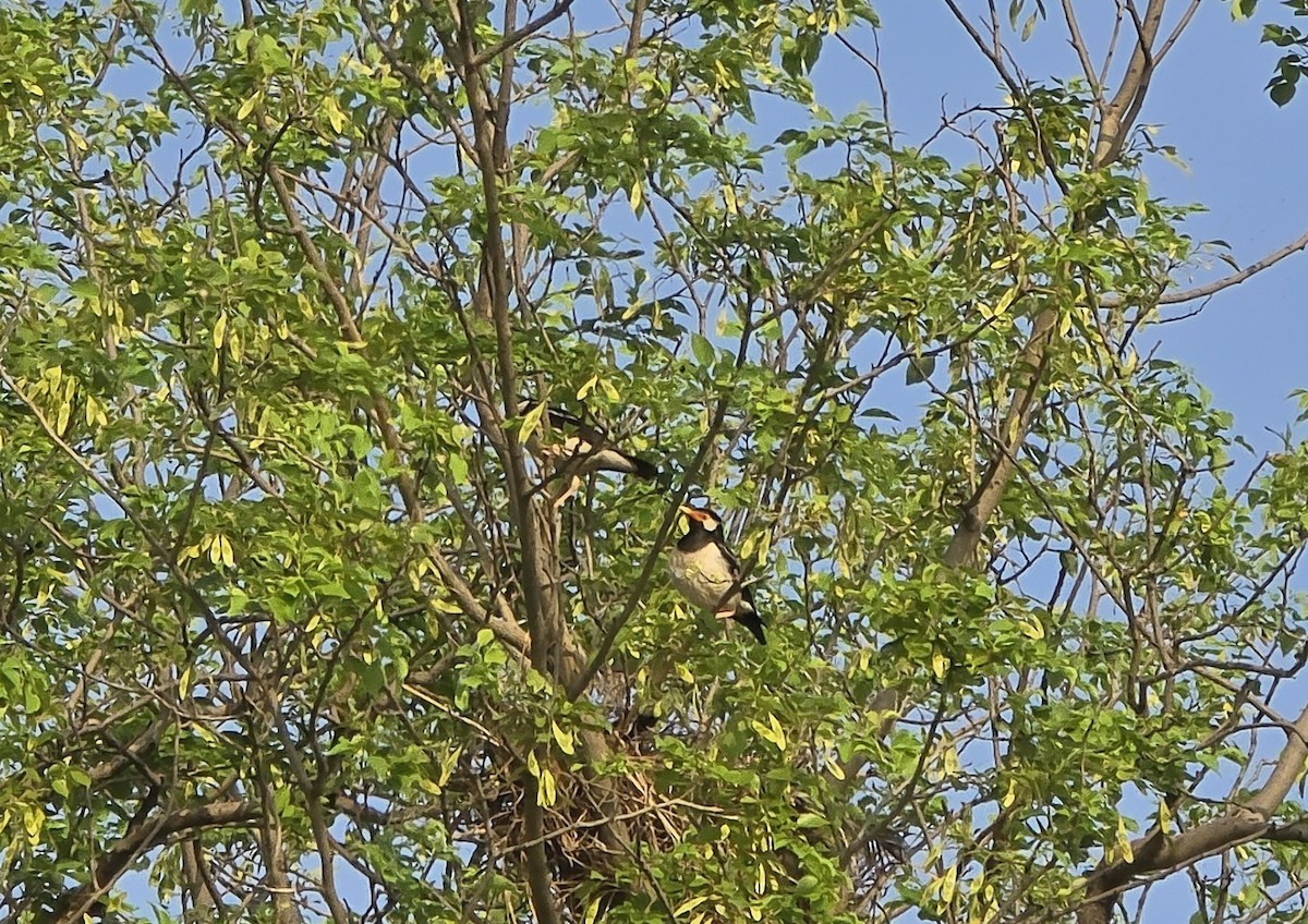 Indian Pied Starling - ML638210140