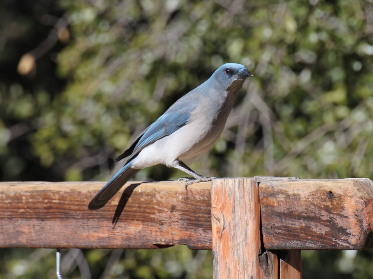 Mexican Jay (Arizona) - ML638210141