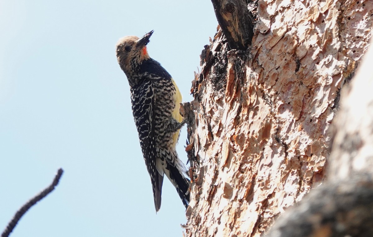 Williamson's Sapsucker - ML638210146