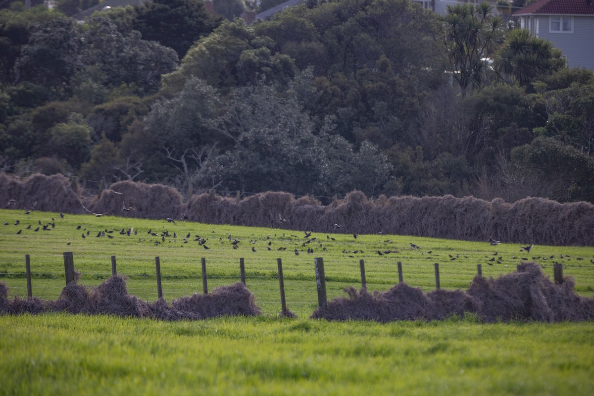 European Starling - ML638210156