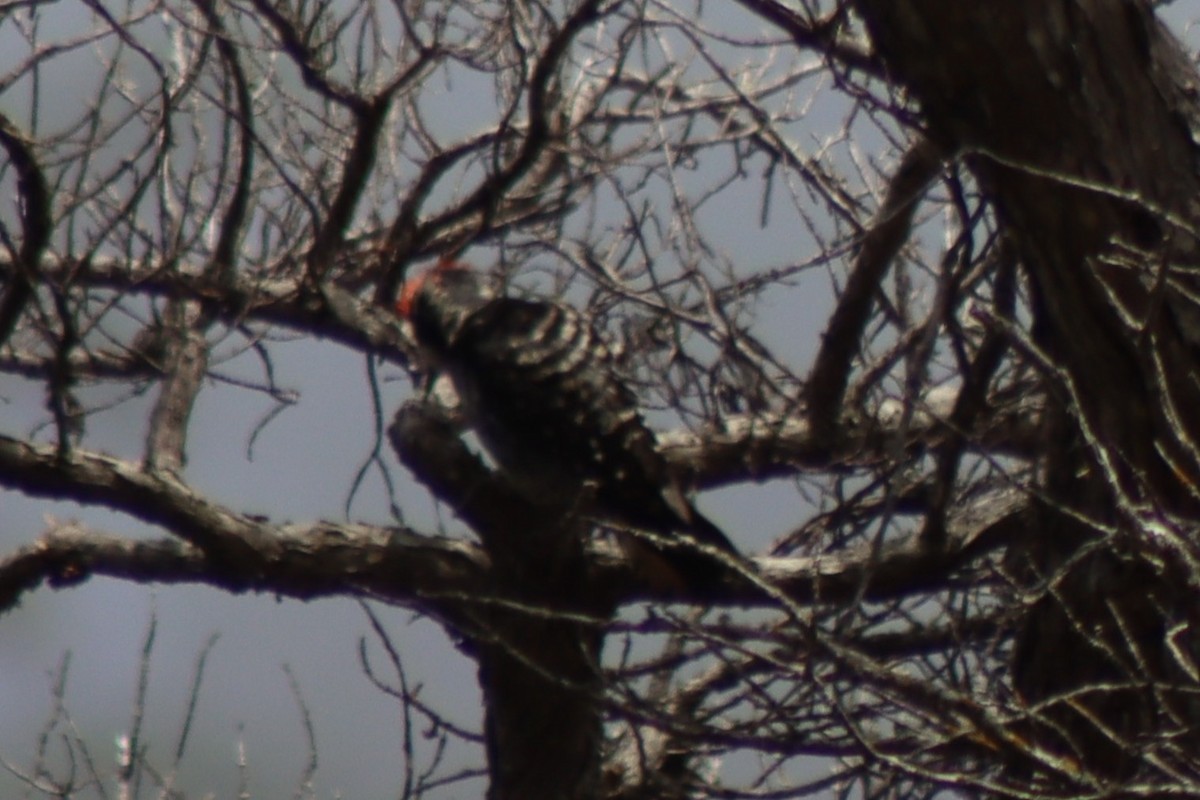 Nuttall's Woodpecker - ML638210182