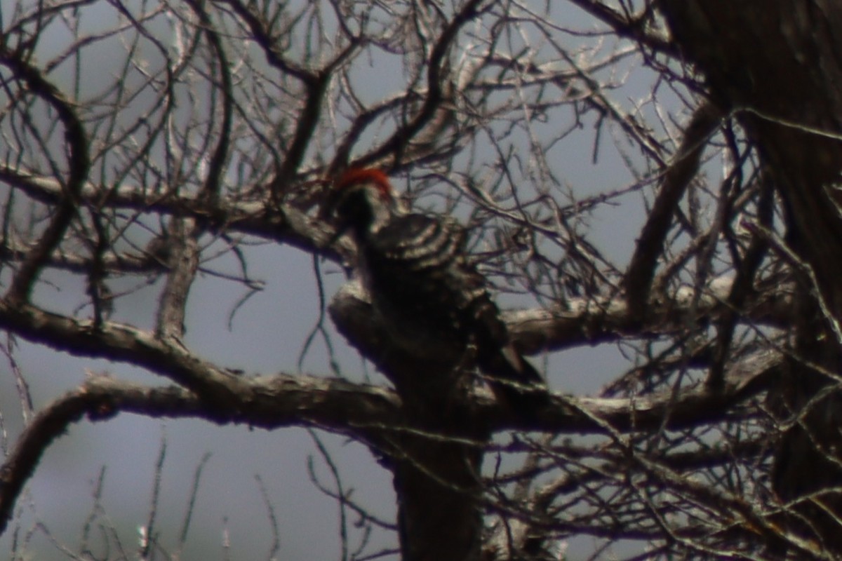 Nuttall's Woodpecker - ML638210183