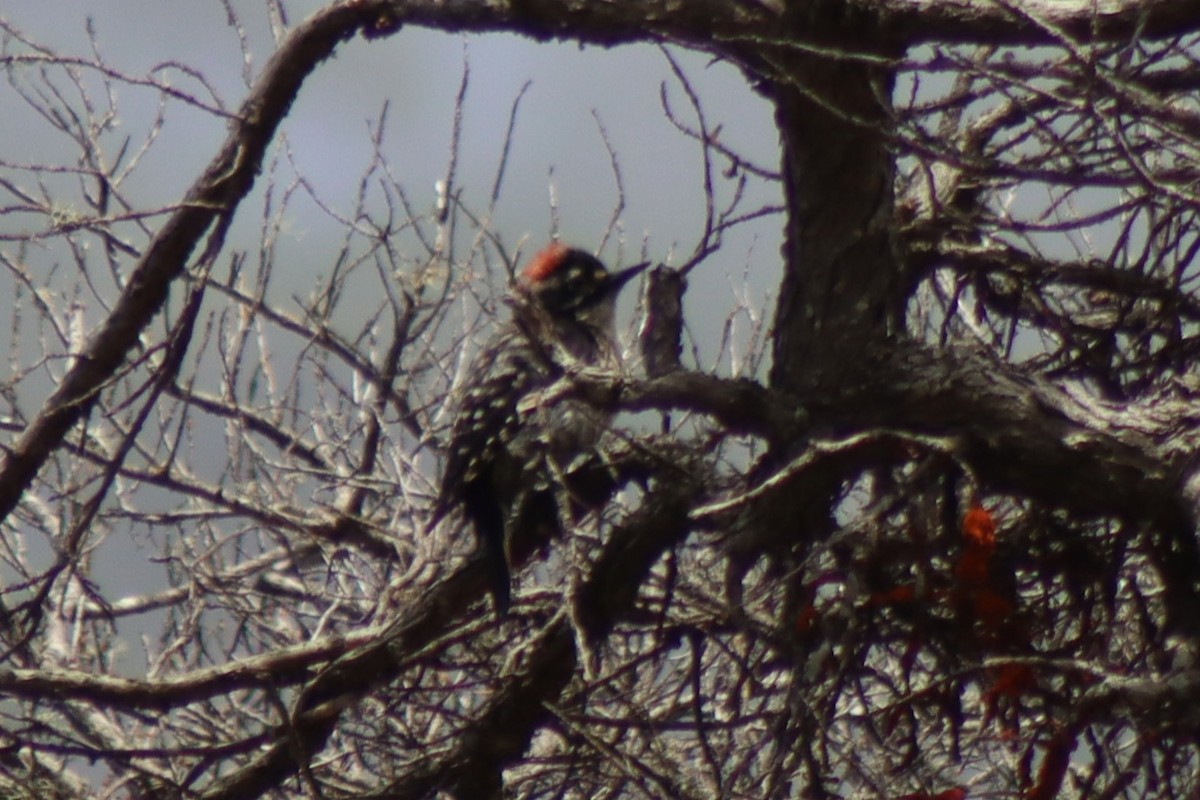 Nuttall's Woodpecker - ML638210185