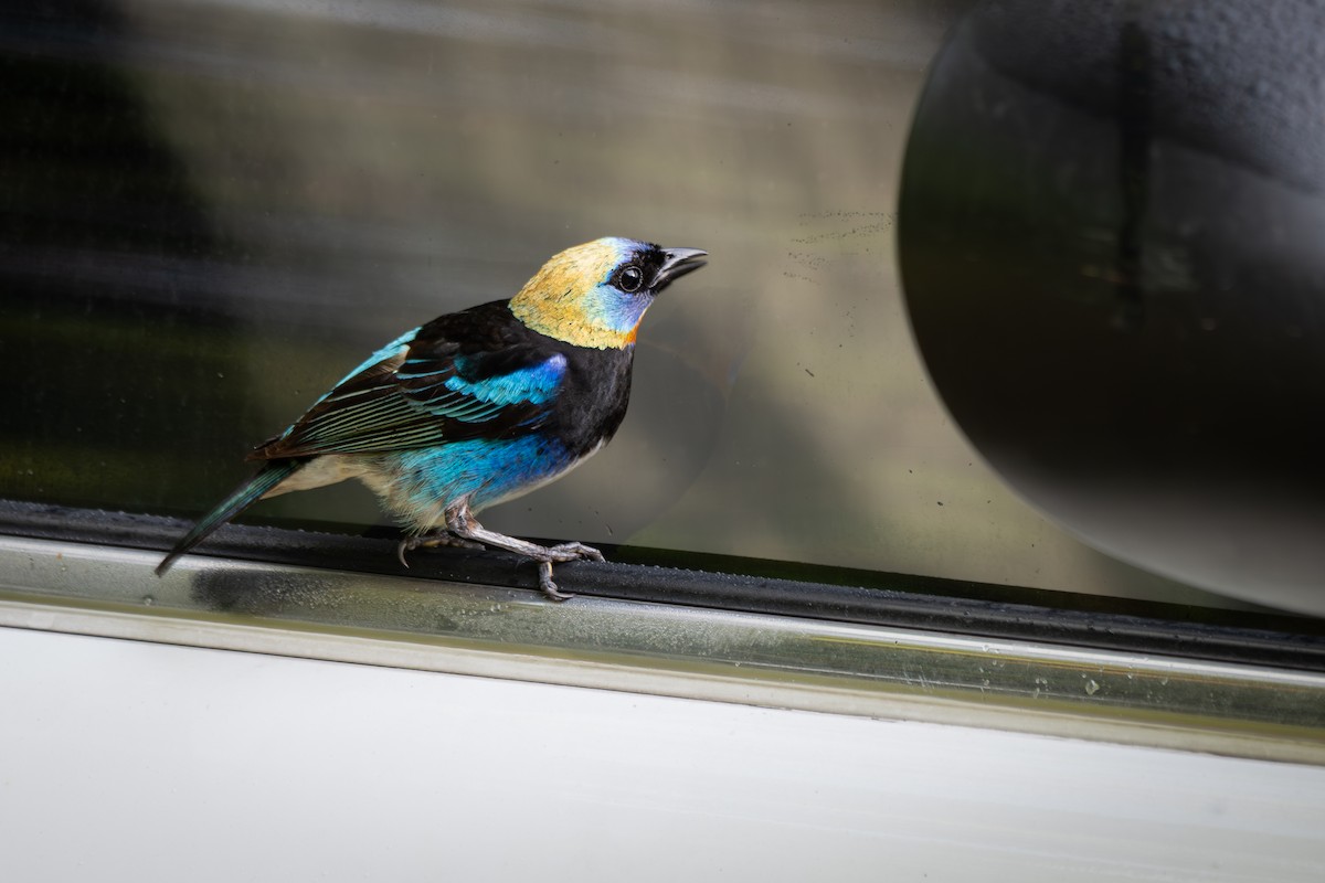 Golden-hooded Tanager - ML638210199