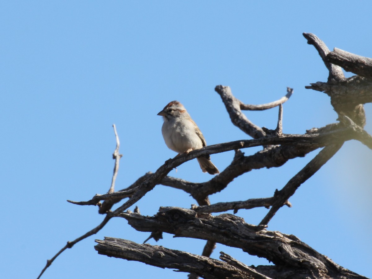 Rufous-winged Sparrow - ML638210201
