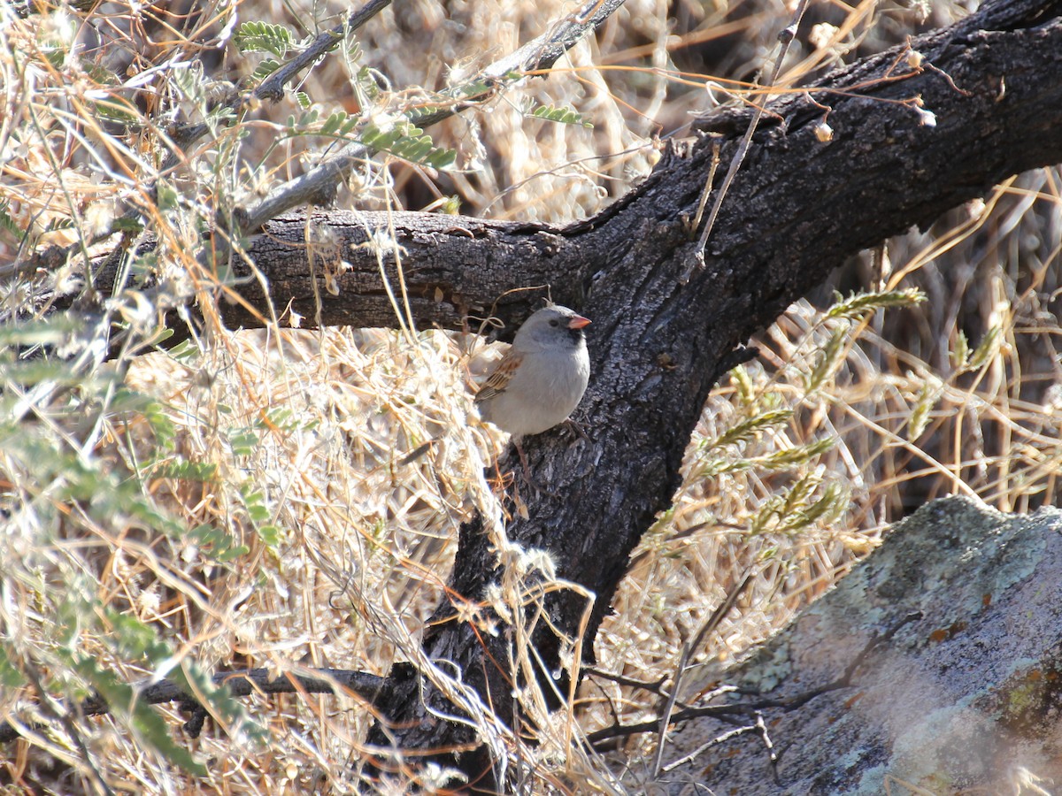 Black-chinned Sparrow - ML638210211