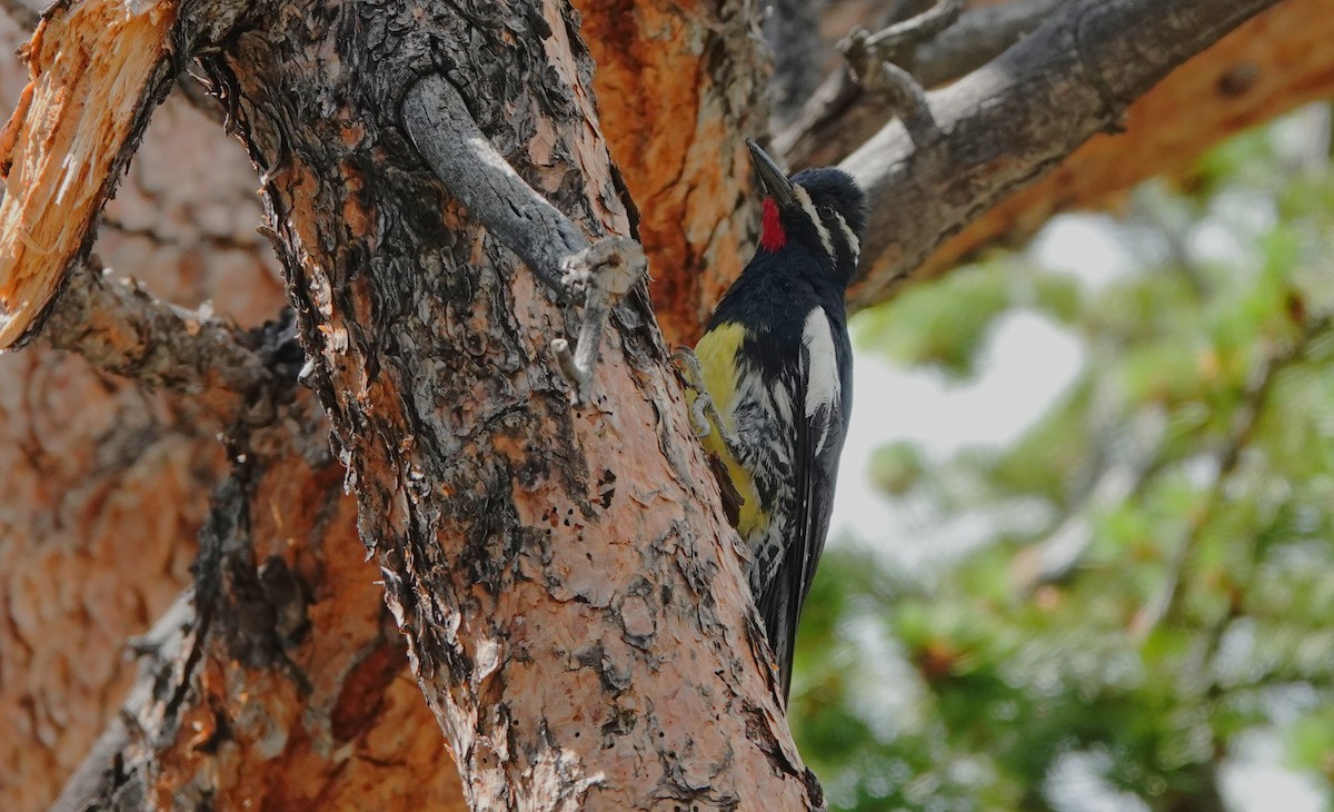 Williamson's Sapsucker - ML638210220