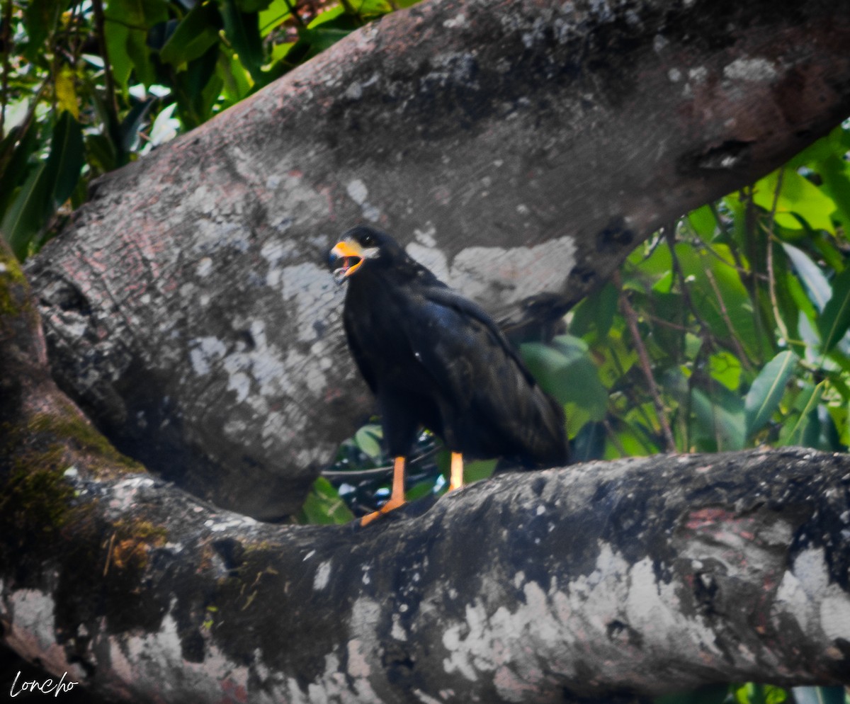 Common Black Hawk - ML638210238