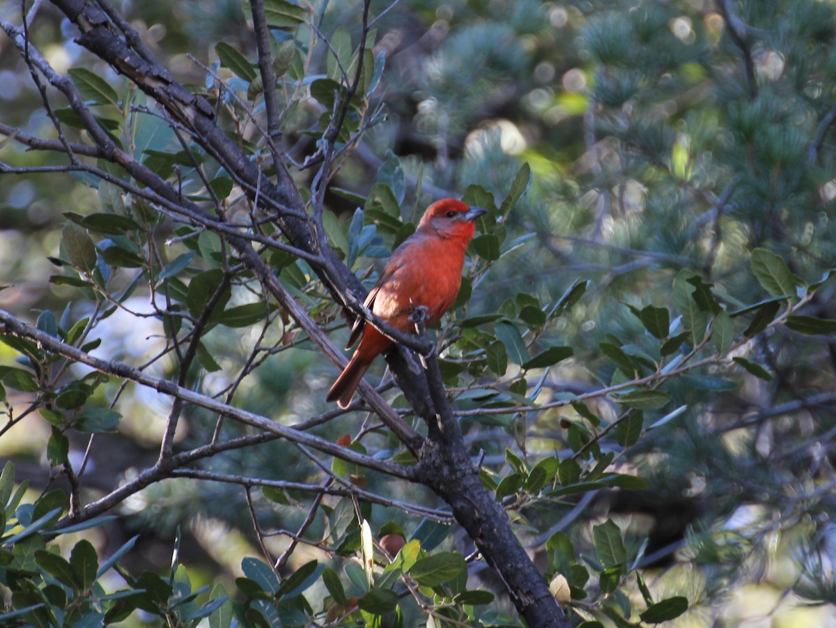 Hepatic Tanager - ML638210251