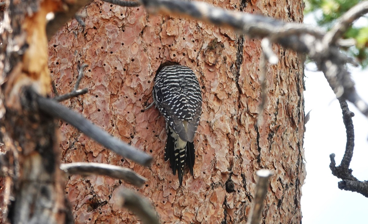 Williamson's Sapsucker - ML638210252