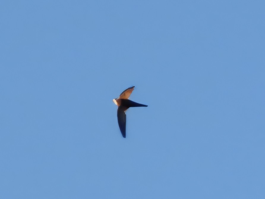 Pallid Swift - ML638210261
