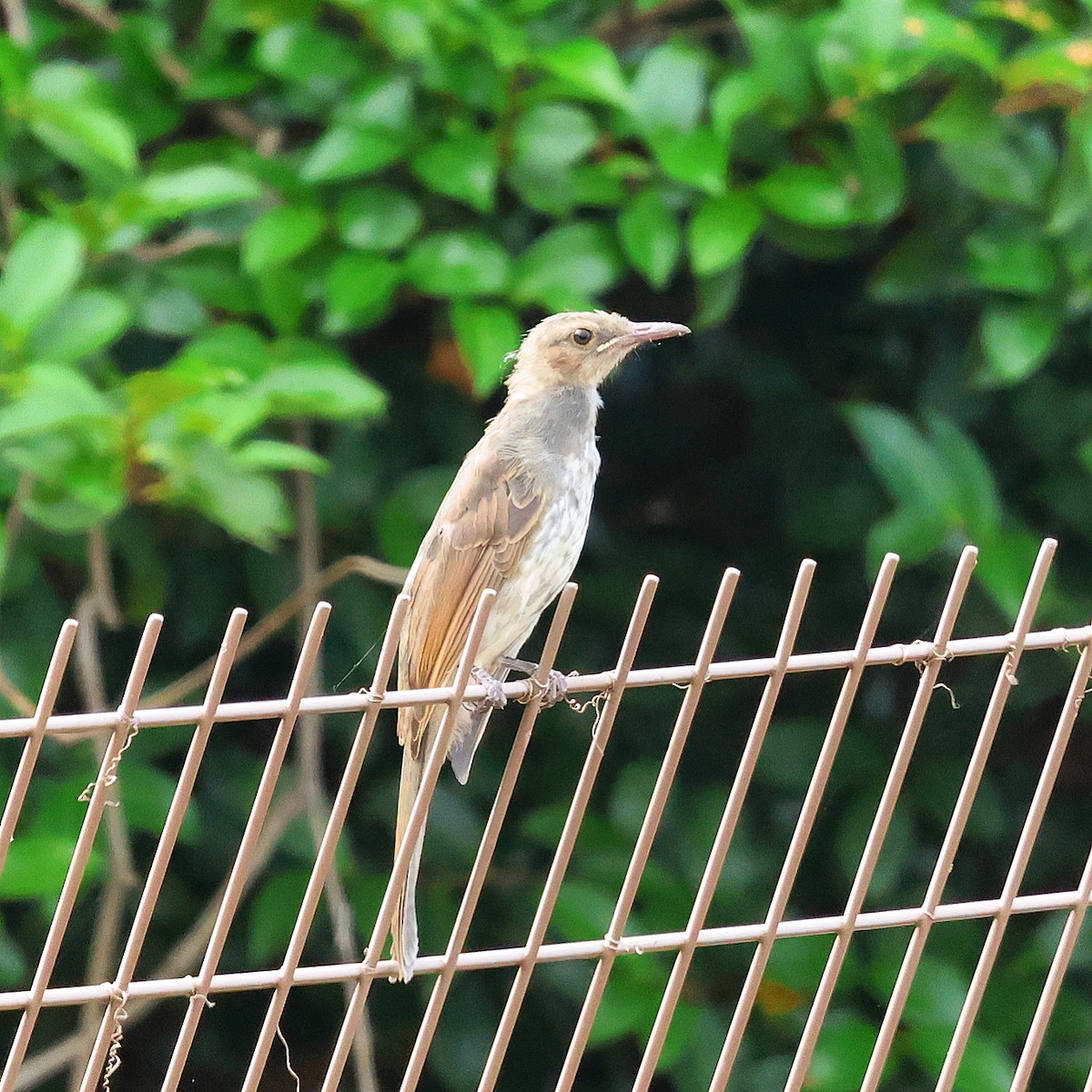 Bulbul à oreillons bruns - ML638210273