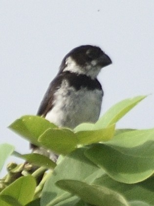 Variable Seedeater - ML638210278