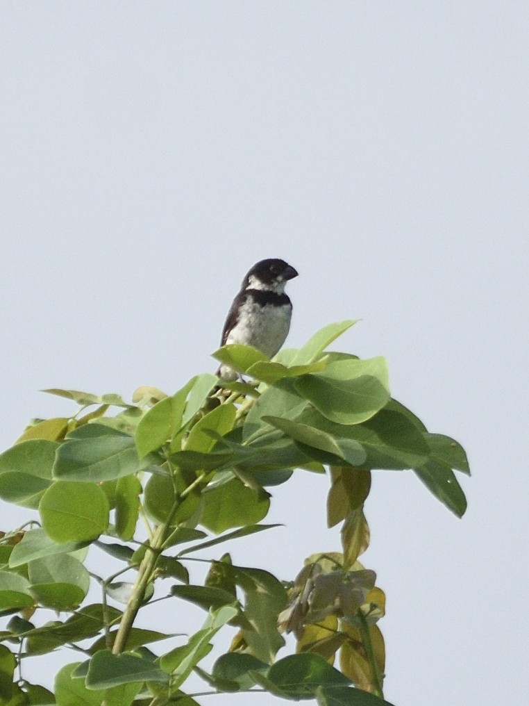 Variable Seedeater - ML638210279