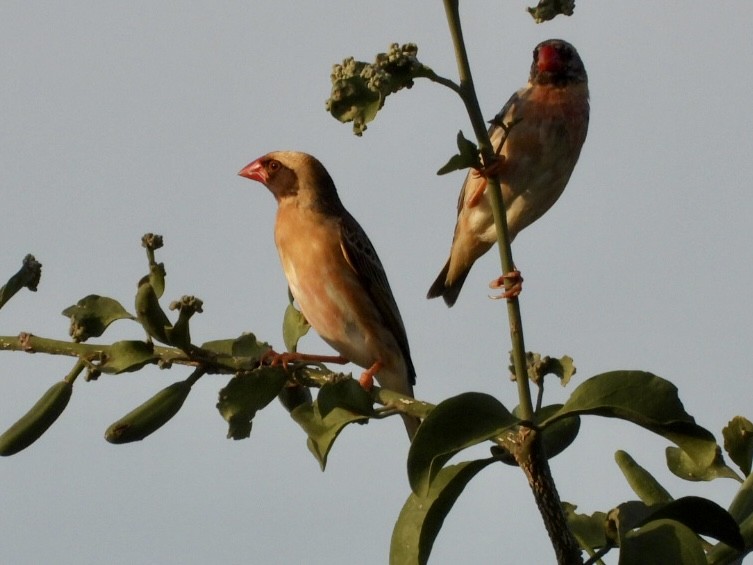 Red-billed Quelea - ML638210283