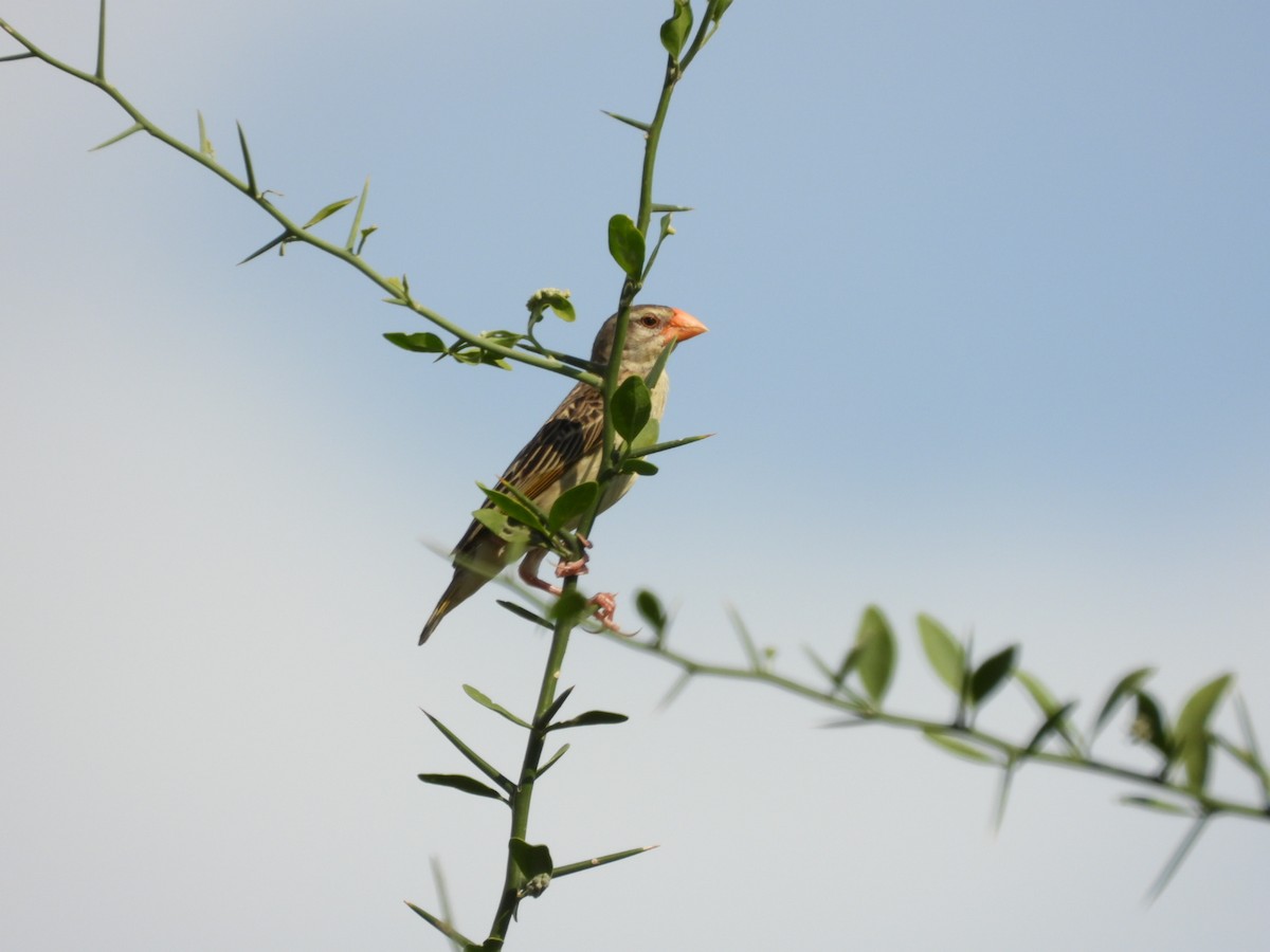 Red-billed Quelea - ML638210284