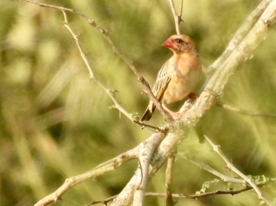 Red-billed Quelea - ML638210285