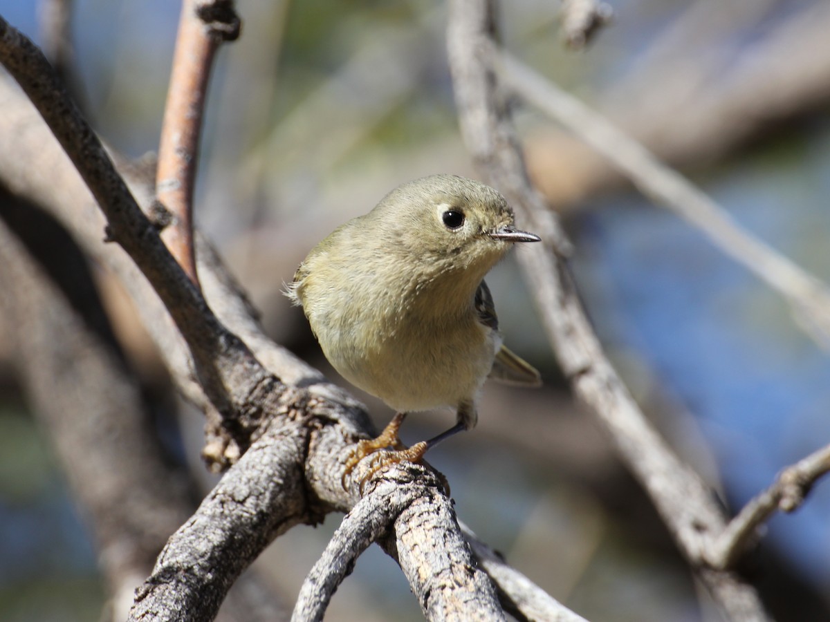 Ruby-crowned Kinglet - ML638210290