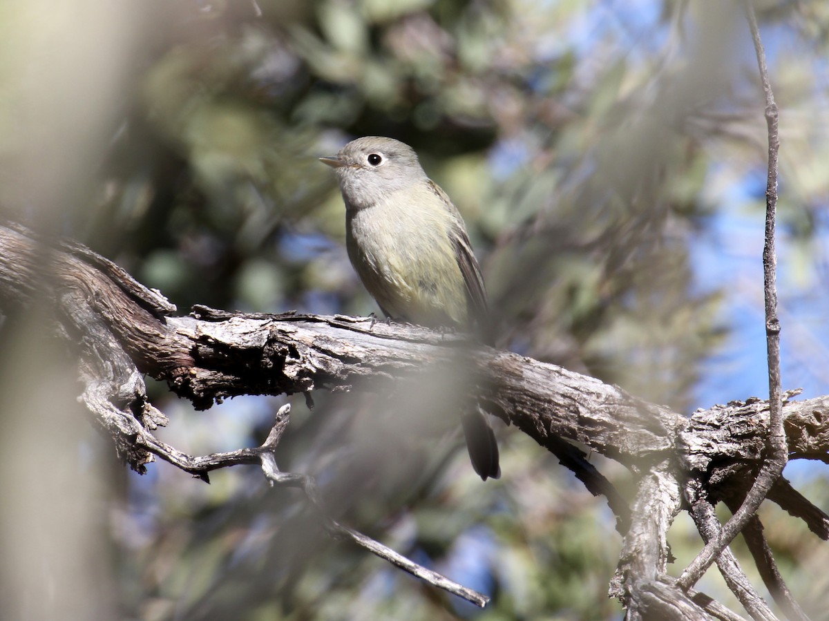 Hammond's Flycatcher - ML638210338