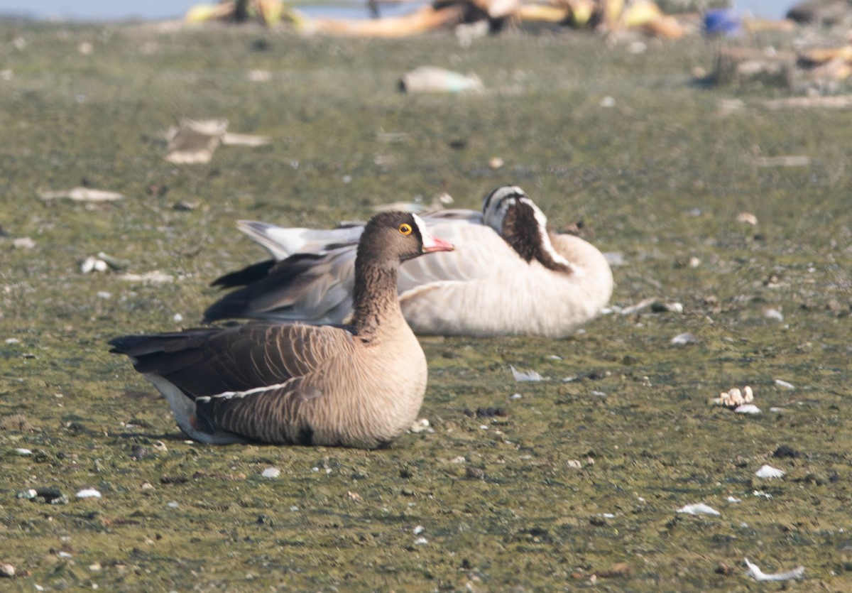 Lesser White-fronted Goose - ML638210340
