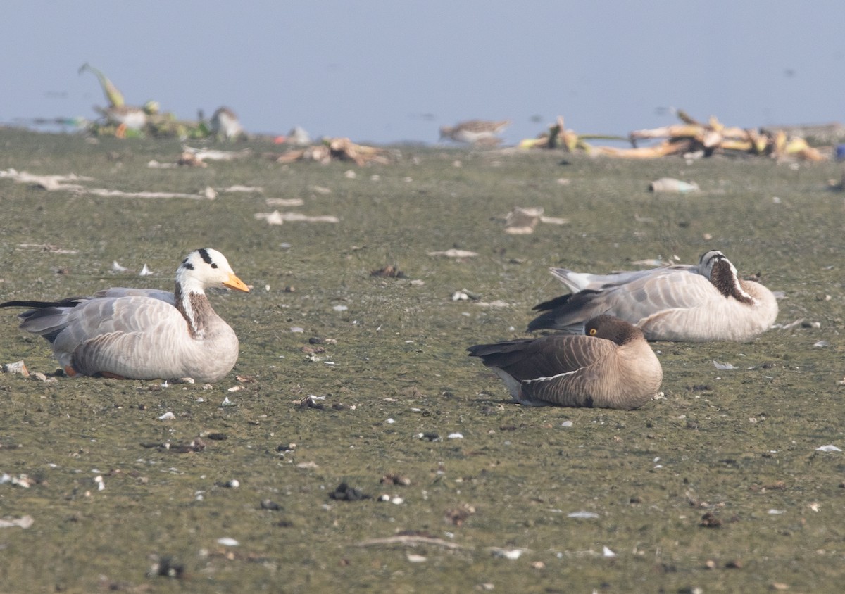 Lesser White-fronted Goose - ML638210342