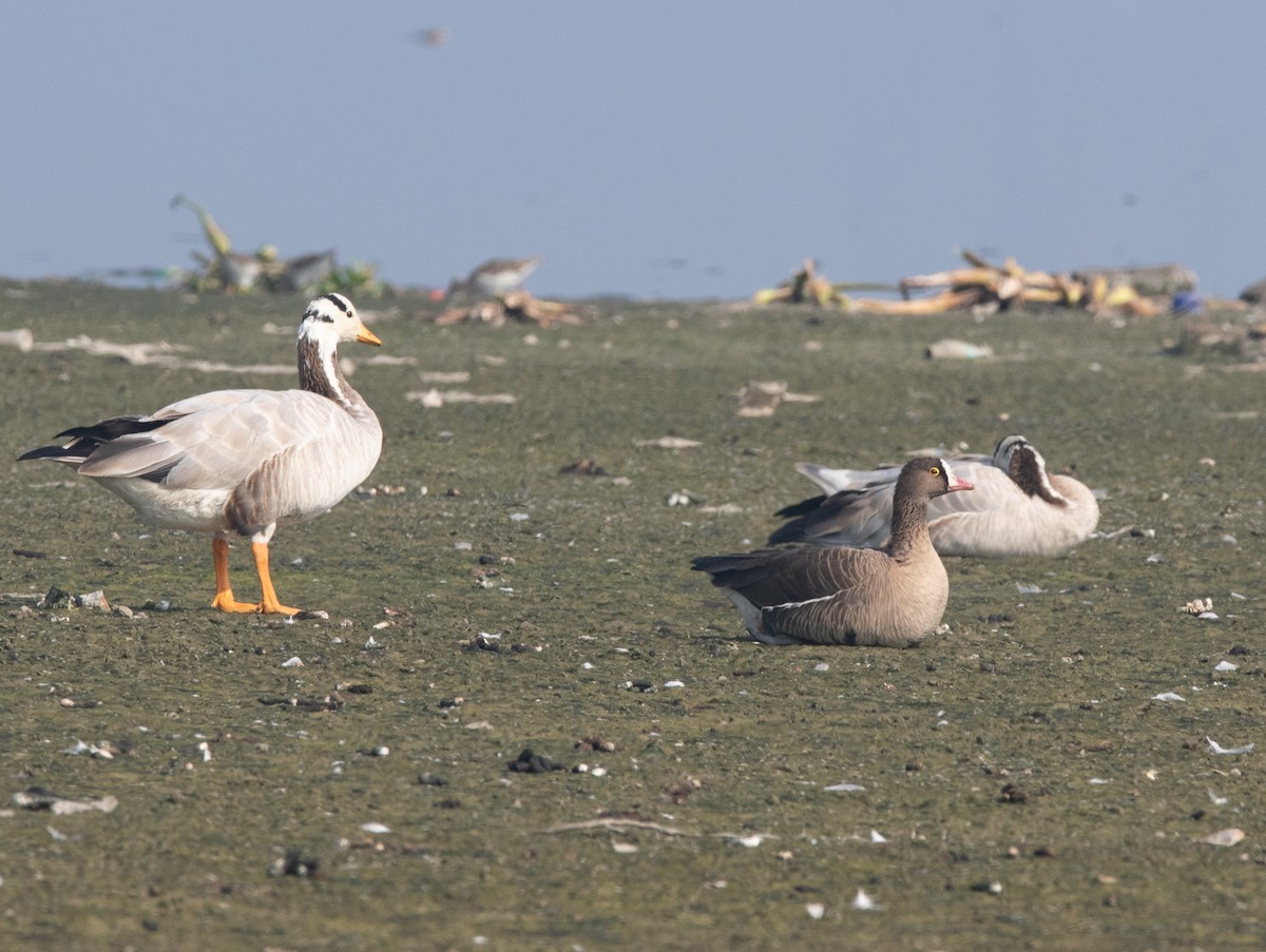 Lesser White-fronted Goose - ML638210343