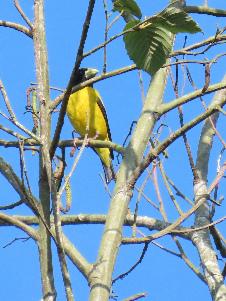 Hooded Grosbeak - ML638210346