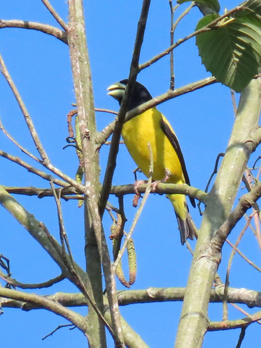 Hooded Grosbeak - ML638210347