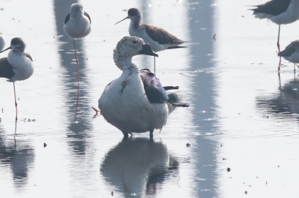 Knob-billed Duck - ML638210360