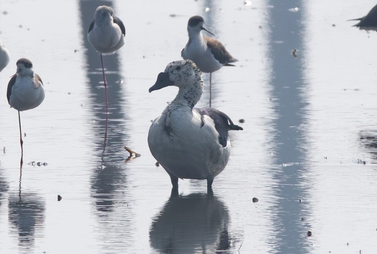 Knob-billed Duck - ML638210361