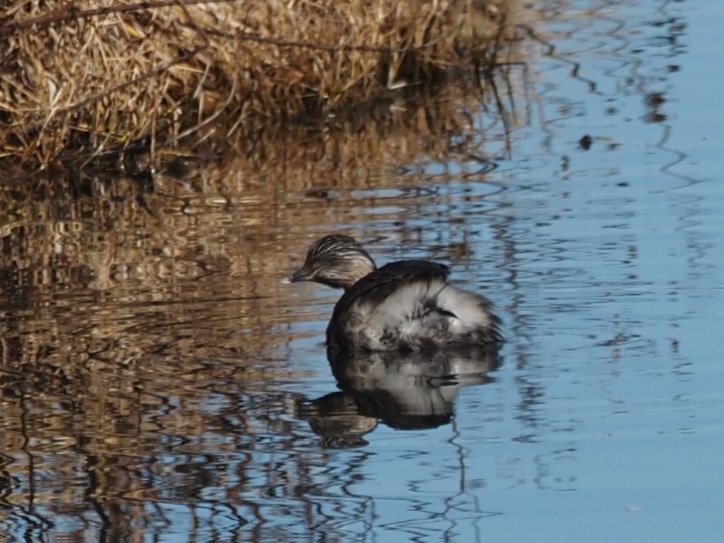 Hoary-headed Grebe - ML638210363