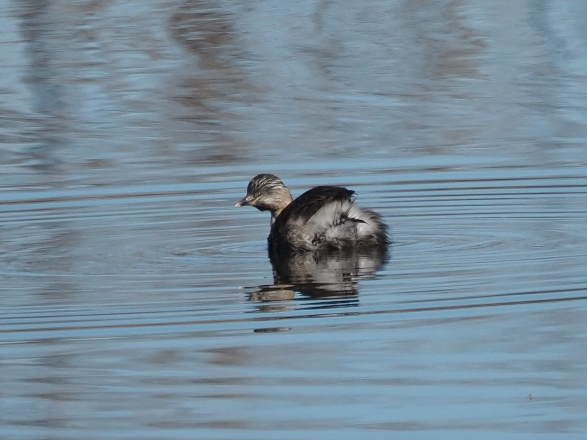 Hoary-headed Grebe - ML638210364