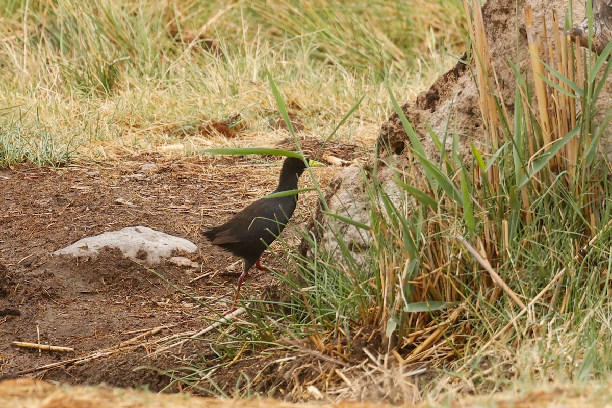 Black Crake - ML638210366