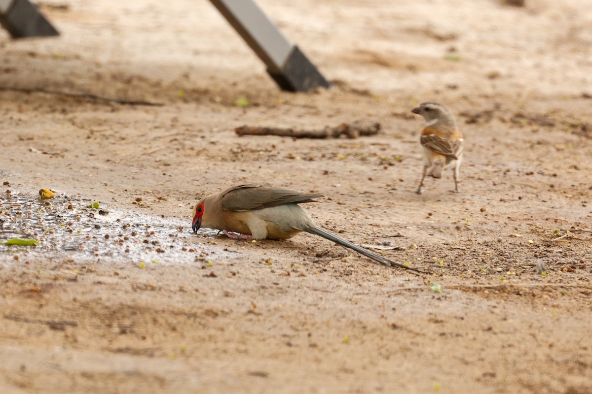 Red-faced Mousebird - ML638210368