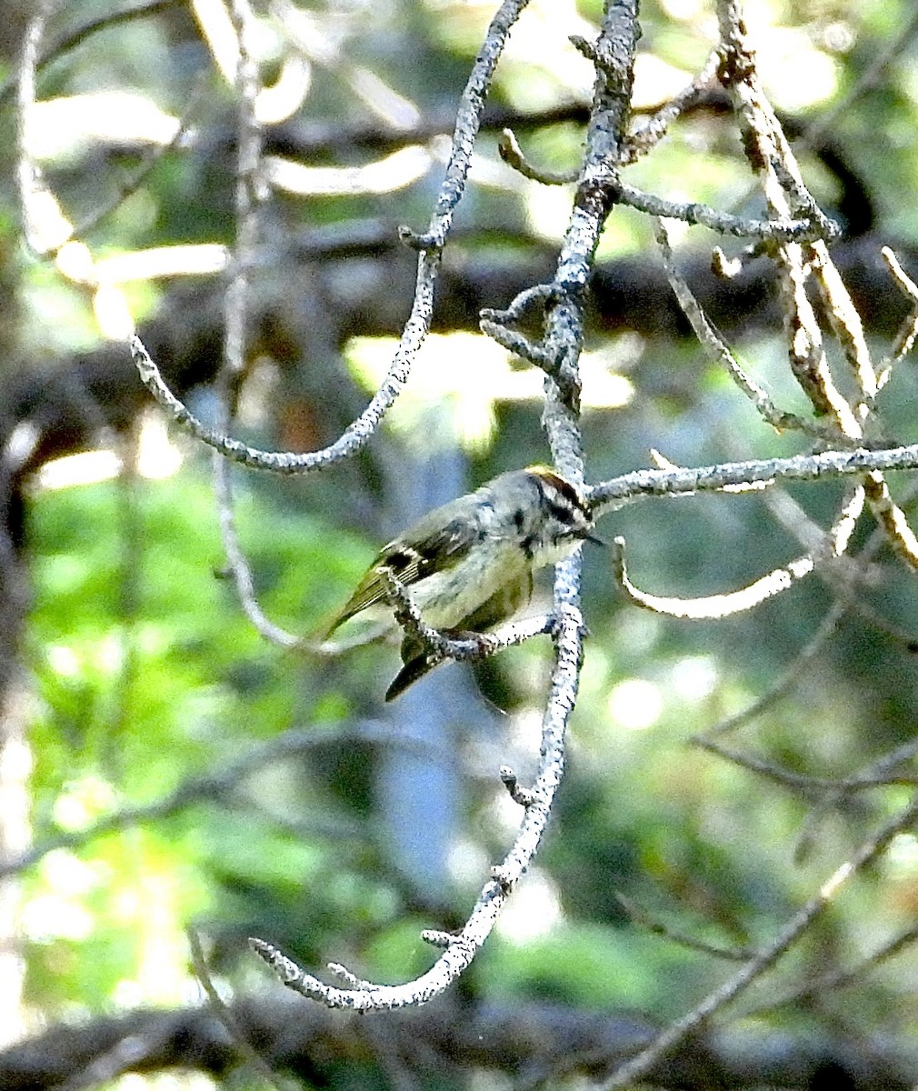 Golden-crowned Kinglet - ML638210382