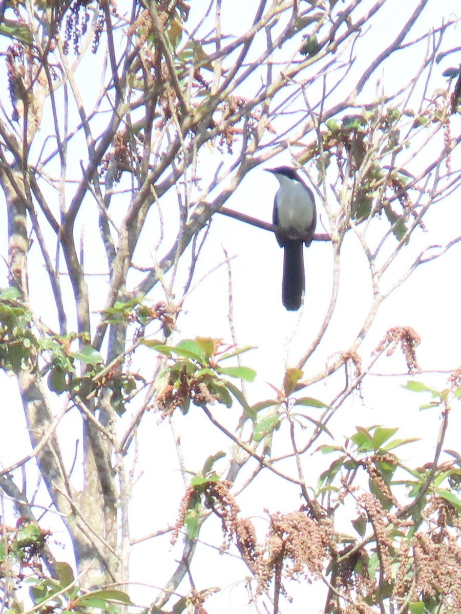 Blue-and-white Mockingbird - ML638210401