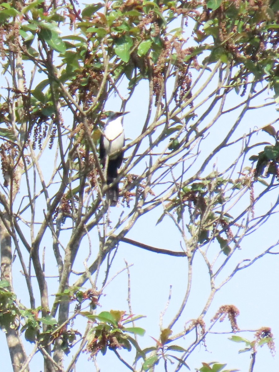 Blue-and-white Mockingbird - ML638210402