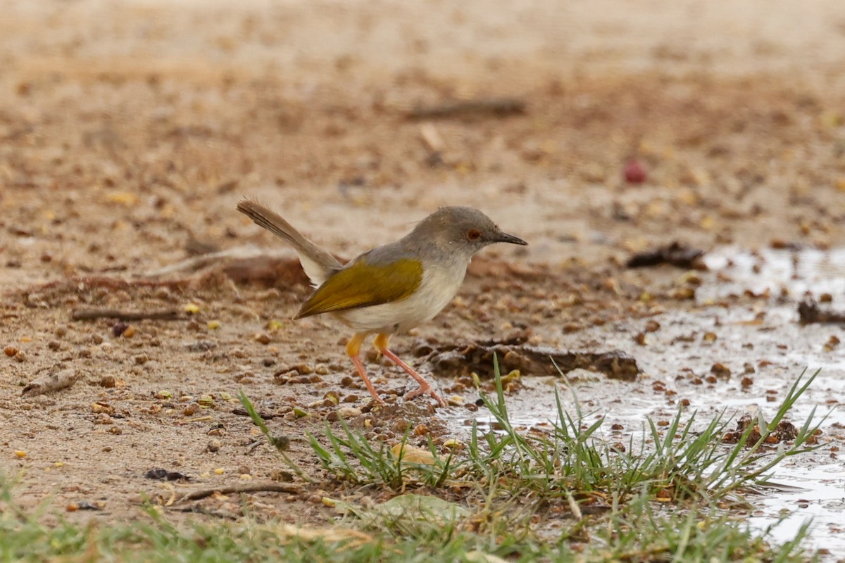 Green-backed Camaroptera (Gray-backed) - ML638210404