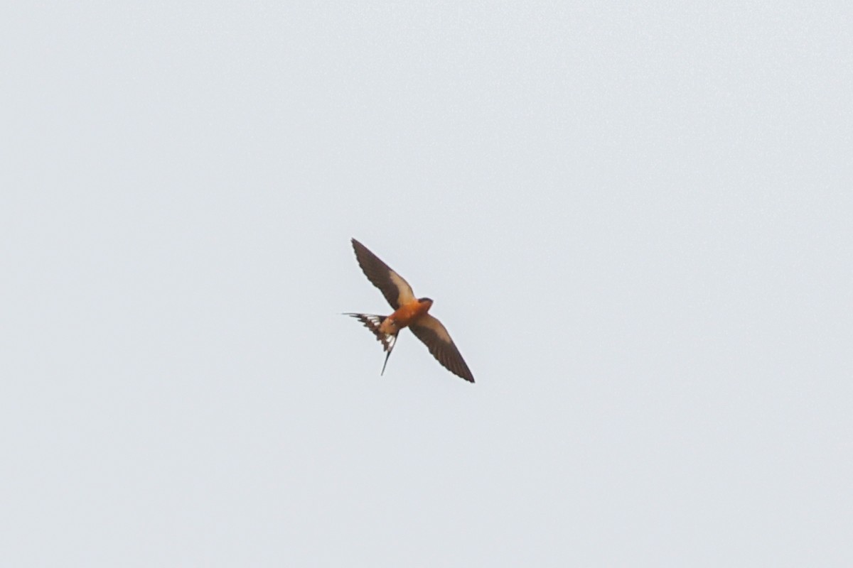 Rufous-chested Swallow - ML638210407