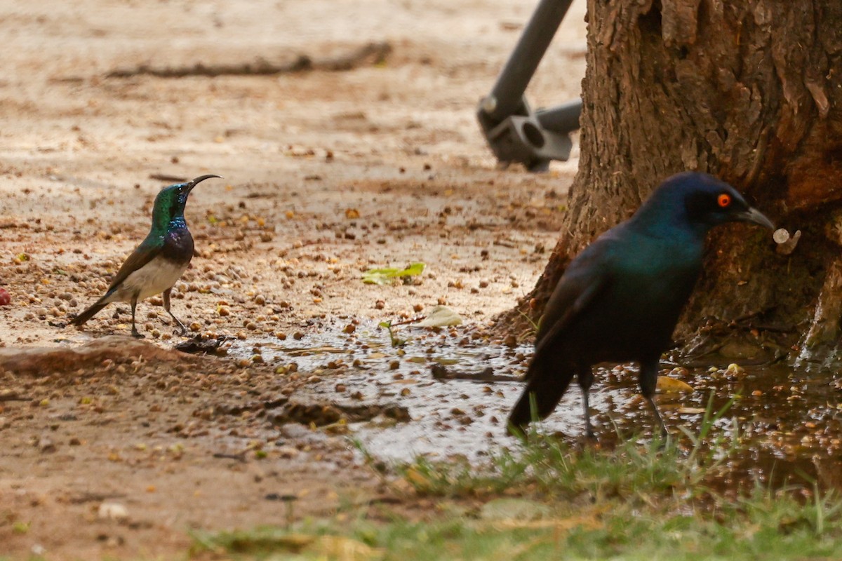 White-bellied Sunbird - ML638210423