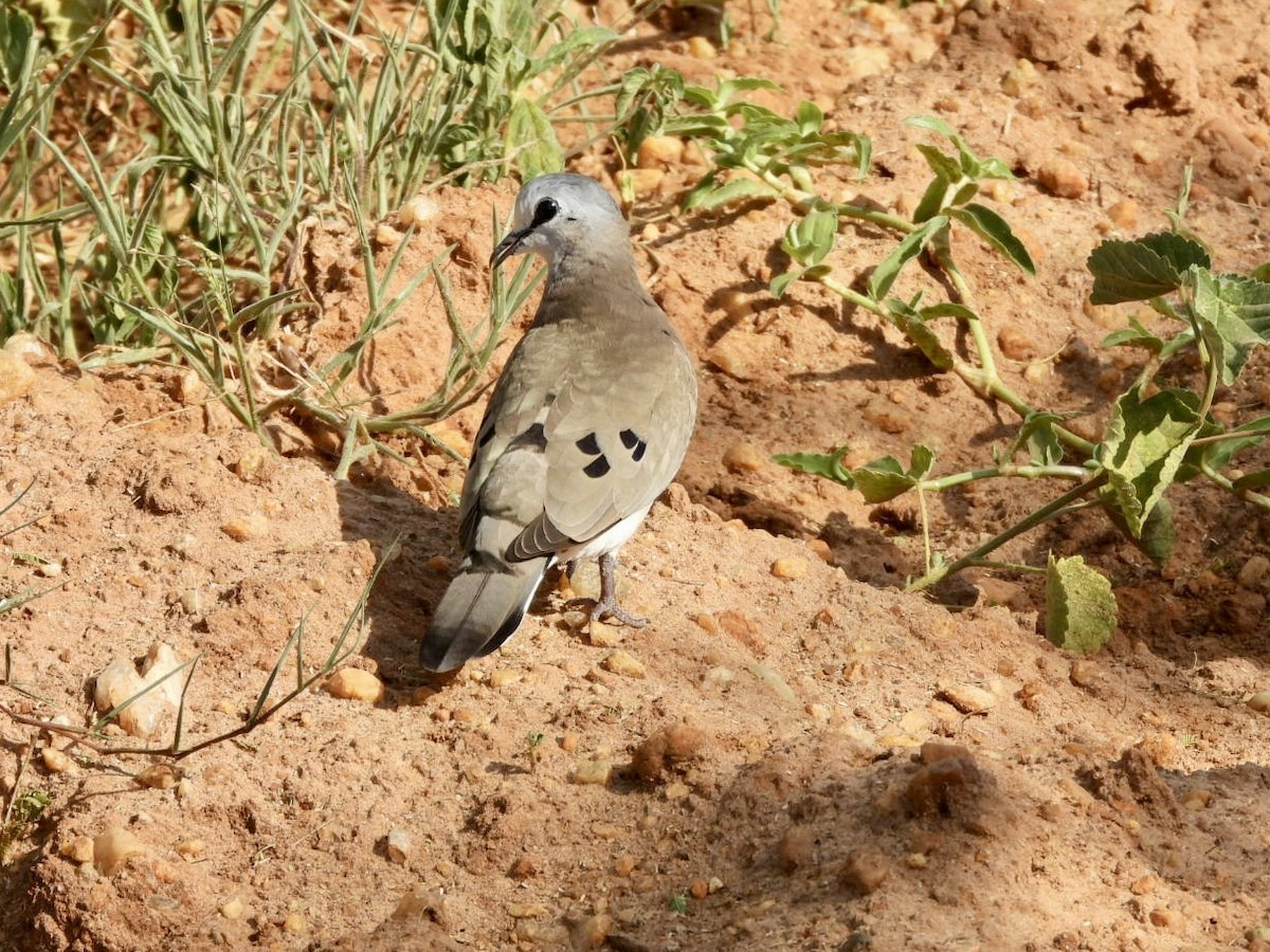 Black-billed Wood-Dove - ML638210424