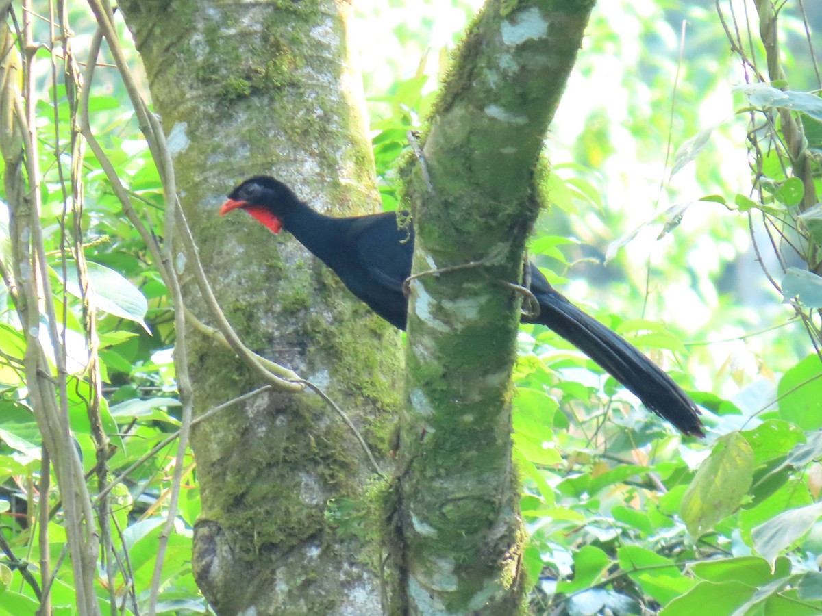 Highland Guan - ML638210425