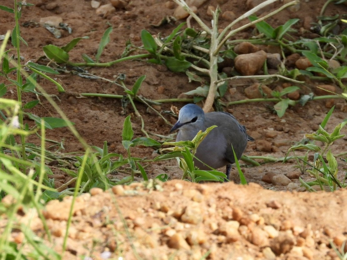 Black-billed Wood-Dove - ML638210426