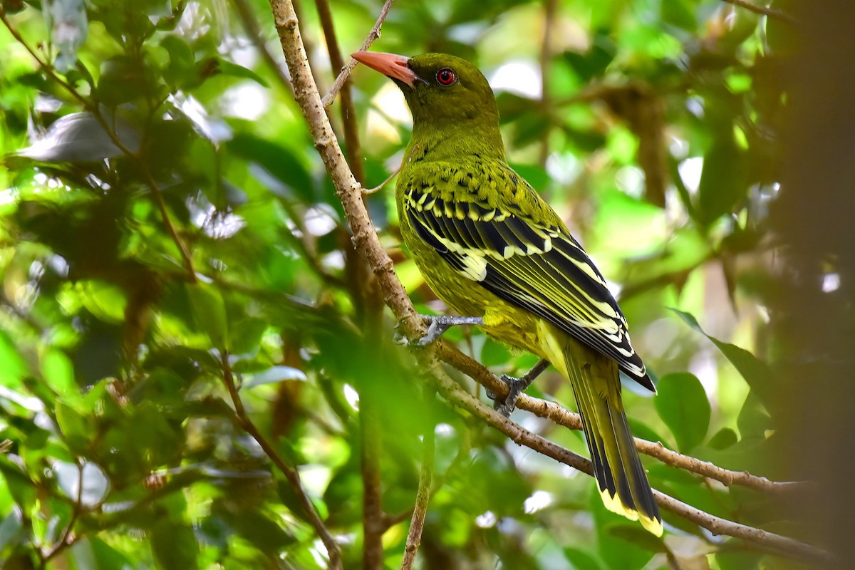 Green Oriole - ML638210429