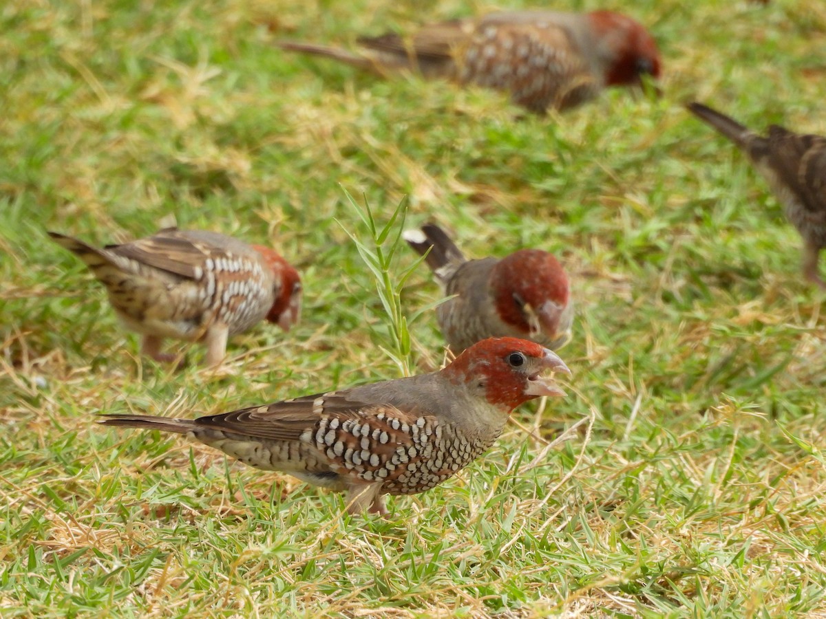 Red-headed Finch - ML638210430