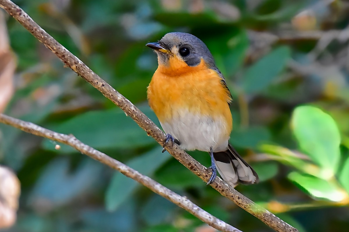 Australian Spectacled Monarch (Eastern) - ML638210435