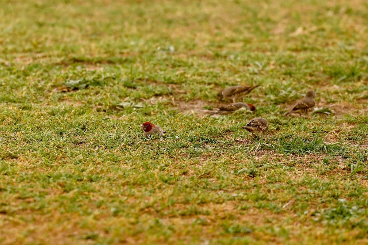Red-headed Finch - ML638210439